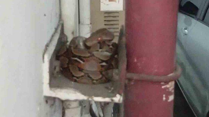 Penampakan ular dan telurnya di basement Kantor Gubernur Riau di Pekanbaru