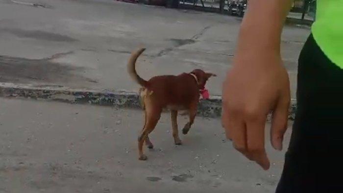 Beredar video seekor anjing berkalung bendera merah putih di sejumlah sosial media warga sekitaran Kecamatan Mandau dan Pinggir Kamis (10/8/2023) sore.