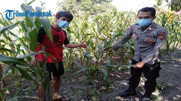 Aksi warga menggerebek perangkat desa di kebun jagung