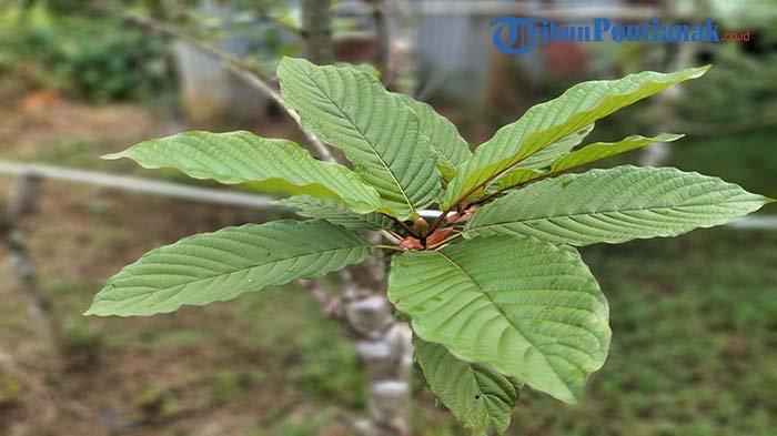 Daun Kratom di Putussibau yang sudah siap dipanen, Selasa 9 Agustus 2022.