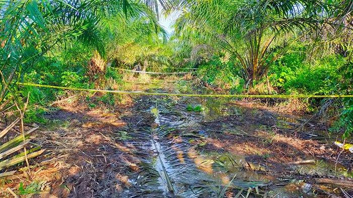 Polisi pasang Police Line di lokasi ditemukannya Udin Brata Jamhor (58) warga Kecamatan Kubu ditemukan tak bernyawa di lokasi kebun sawit PT. Mitra Aneka Rezeki Dusun Tanah Kuning Desa Ambawang Kecamatan Kubu pada Minggu (4/2/24) pagi sekitar Pukul 08.30 WIB.