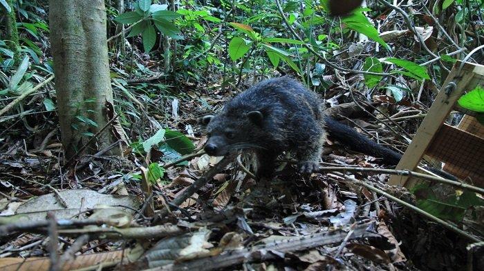 Dokumentasi pelepasliaran 5 ekor Binturong (Arctictis binturong) di Bukit Oha’k bersama masyarakat Desa Rees, Kecamatan Menjalin, Kabupaten Landak pada Kamis 14 September 2023 kemarin.