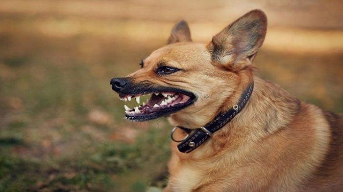 Ilustrasi Anjing Pemapar Rabies. DPKPP Kabupaten Mempawah menyebut dari sembilan Kecamatan yang ada di Kabupaten Mempawah, Kecamatan Toho merupakan wilayah yang paling banyak mendapat kasus Gigitan Hewan Pemapar Rabies (GHPR).