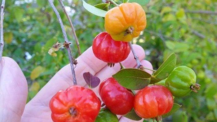 Manfaat buah dewandaru yang pertama adalah meningkatkan sistem kekebalan tubuh. Kandungan vitamin A dan vitamin C yang merupakan antioksidan