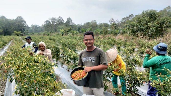 Petani Milenial Kabupaten Sambas Farhan (24) ketika panen di lahan pertanian miliknya di Desa Sungai Rambah, Kecamatan Sambas, Senin 23 Oktober 2023.