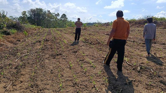 TANAMAN JAGUNG - Kapolsek Menjalin Iptu Hendra Setyawan, A.Md, bersama personel melaksanakan kegiatan monitoring terhadap perkembangan tanaman jagung, Selasa 13 Mei 2025. Kegiatan monitoring ini merupakan bentuk kepedulian Polri terhadap sektor pertanian yang menjadi salah satu pilar ketahanan pangan nasional.