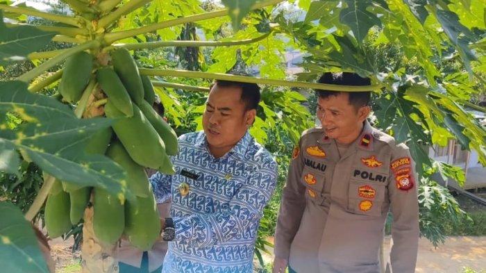 Bupati Sekadau 2021-2024 Aron saat melaksanakan panen pepaya Kalifornia di lahan pertanian Kebun milik Polsek Nanga Taman, Jumat 19 Juli 2024. Intip Harta Kekayaan Aron dalam artikel ini