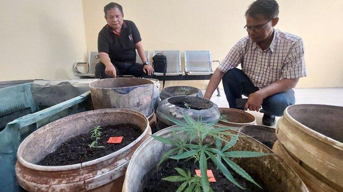 Petugas Kepolisian dari Subdit 1, Ditresnarkoba Polda Kalbar saat memeriksa ganja yang ditanam seorang warga di Kecamatan Sungai Raya, Kubu Raya, Kalbar. Sabtu 7 Oktober 2023.