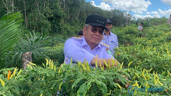 Pj Gubernur Harisson saat mengikuti panen cabai rawit di Desa Menyabo, Kecamatan Tayan Hulu, Rabu 6 Desember 2023 siang.