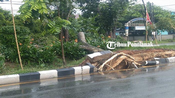 Tampak pohon yang tumbang disekitar jalan Ahmad Yani II, Kecamatan Sungai Raya, Kabupaten Kubu Raya, Kamis 16 November 2023 siang.