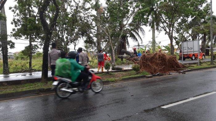 Petugas membersihkan pohon tumbang di jalan raya Kediri Blitar