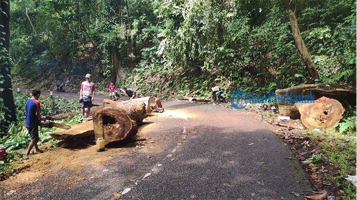 Warga terlihat membereskan batang pohon yang tumbang di bukit Vandering, Kabupaten Bengkayang. Minggu 30 Oktober 2022