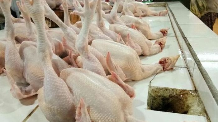 Cara Memilih Ayam Potong Segar, Serta Tips Menyimpan Ayam Potong untuk
