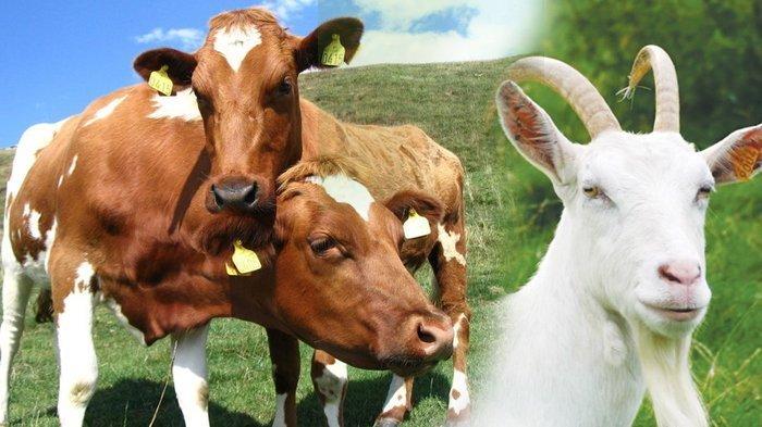 Cara Membedakan Daging Sapi dan Kambing ! Apa Perbedaan Daging Sapi dan