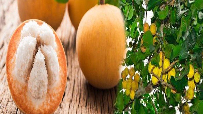 BUAH Kecapi Mirip Buah Manggis.