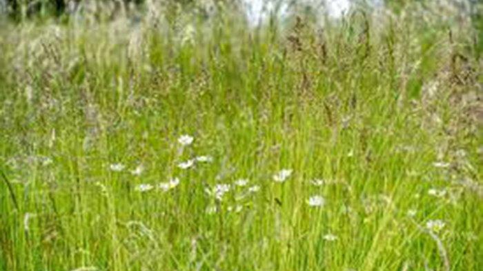 Cara Mudah Basmi Rumput Liar di Sekitar Rumah Hanya Pakai Garam ...