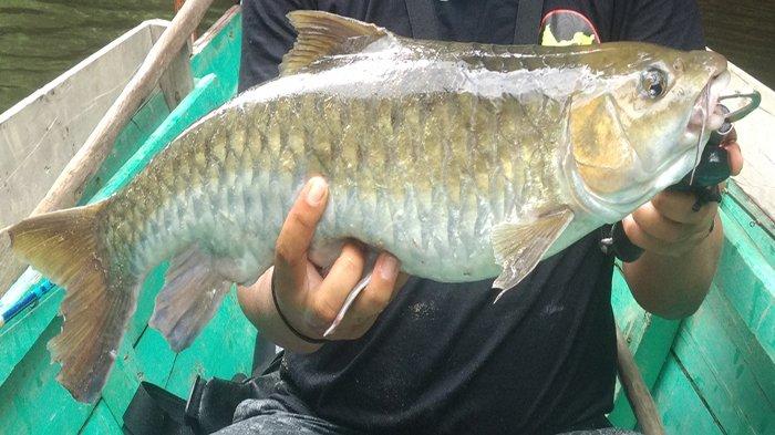 Semah Paling Laku di Pasar Ekspor, Ikan Semah di Kapuas Hulu Dihargai 1,3 ...