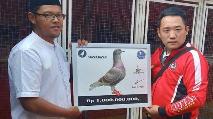 Pecahkan Rekor, Burung Merpati Ini Laku Satu Miliar - Tribunpontianak.co.id