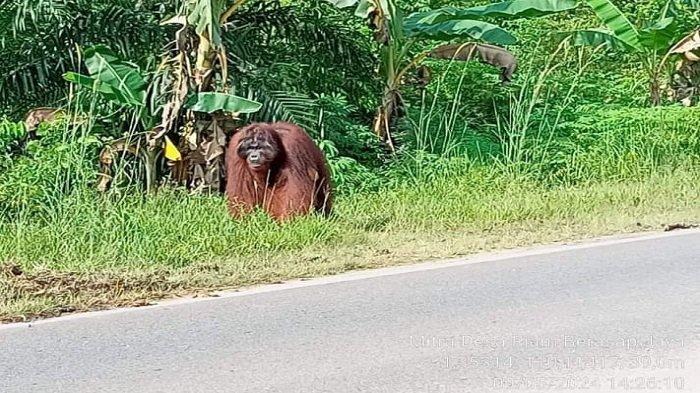 Tangkapan layar dari Facebook munculnya orangutan di jalan nasional yang menghubungkan antara Kabupaten Ketapang dan Kabupaten Kayong Utara pada Minggu 12 Mei 2024 kemarin.