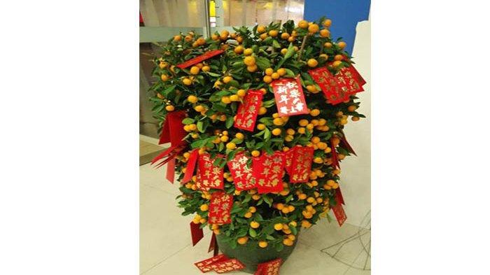 Pohon kumquat