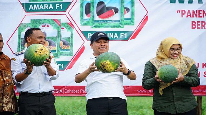Bupati Sambas H Satono didampingi jajaran melakukan panen semangka di Desa Sagu, Kecamatan Galing, Kabupaten Sambas, Rabu 13 Desember 2023.