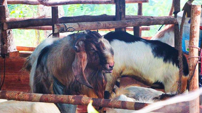 foto hewan qurban di Jalan DR. Wahidin Sudirohusodo Gang Sepakat 2C Ujung, Pontianak Kota, Kota Pontianak Kalimantan Barat, Kamis 15 Juli 2021.