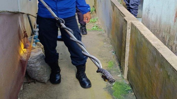 Bidang Pemadam Kebakaran (Damkar) Satpol PP Kabupaten Sanggau saat mengevakuasi seekor ular cobra yang masuk ke rumah seorang warga di Gg Batu Ampar, jalan RE Martadinata, Kelurahan Tanjung Kapuas, Kecamatan Kapuas, Kabupaten Sanggau, Kalimantan Barat, Kamis 22 Februari 2024.