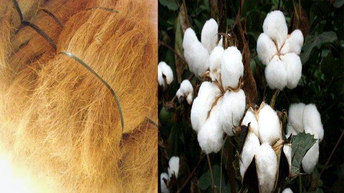 Kelezatan dan Manfaat Serat dalam Buncis yang Harus Anda Ketahui Kelezatan dan Manfaat Serat dalam Buncis yang Harus Anda Ketahui