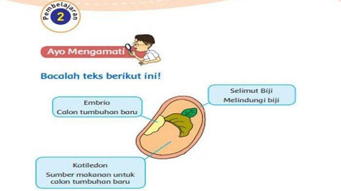 Perkembangbiakan Tumbuhan dengan Biji, Kunci Jawaban Tema 1 Kelas 3