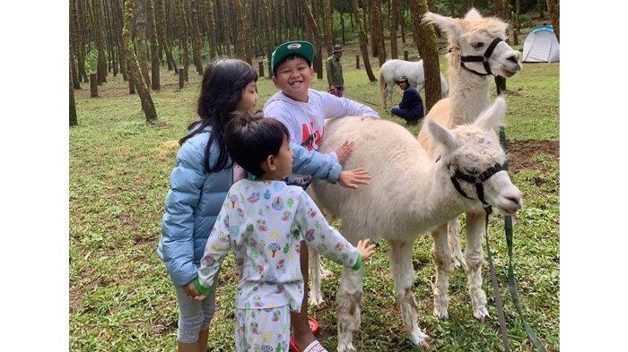 Alpaka di Tangkal Pinus Lembang