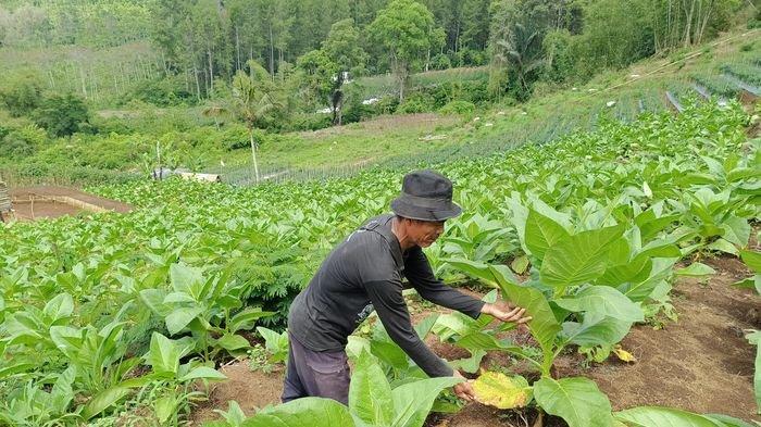 Bukit Baros yang berada di Dusun Baros, Desa Ciomas, Kecamatan Panjalu, Ciamis ternyata tidak hanya menyajikan keindahan alam dan tempat camping saja, namun ada juga lahan pertanian yang ditumbuhi sayuran hingga tembakau yang subur.