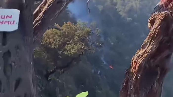 Kebakaran dikabarkan terjadi di area hutan Tangkuban Parahu, Kabupaten Bandung Barat (KBB) pada Rabu (4/9/2024) siang