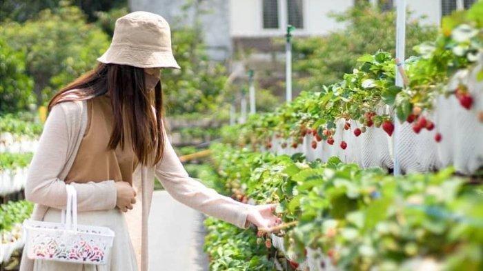 Pengunjung sedang memetik buah strawberry di La Fresa, tempat wisata di Lembang yang lagi hits. (Instagram/@lafresa_id)