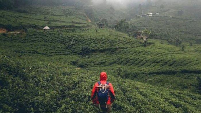 Perkebunan teh Margawindu Sumedang
