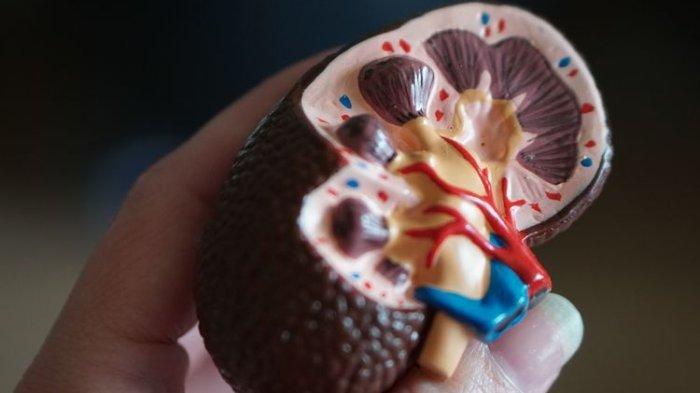 Ilustrasi Penampakan Organ Ginjal