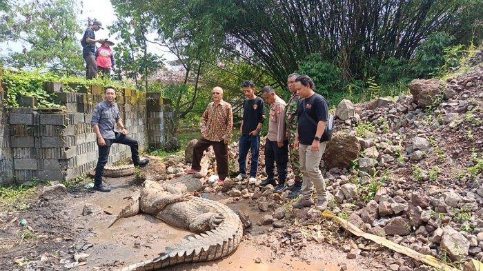 Laporan Kontributor Tribunjabar Kabupaten Cianjur, Fauzi Noviandi.

TRIBUNJABAR.ID, CIANJUR - Tembok penahan di tempat penangkaran buaya di Kelurahan Sayang, Kecamatan Cianjur, Kabupaten Cianjur jebol usai di Sungai Cianjur meluap saat diguyur hujan deras pada Rabu (2/10/2024) malam.

Akibatnya puluhan buaya yang berada dalam penangkaran tersebut lepas, dan masuk kesejumlah perkampungan warga yang berada disepanjang aliran Sungai Cianjur, Kamis (3/10/2024).

Camat Cianjur Tomtom Dani Gardiat mengatakan, dari sejumlah buaya yang lepas dari penangkaran, lima diantaranya sudah memasuk ke pemukiman warga, dan telah diamankan.

