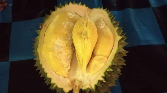 Ini Cara Membedakan Rasa Durian Super Cikakak dengan Durian Lainnya
