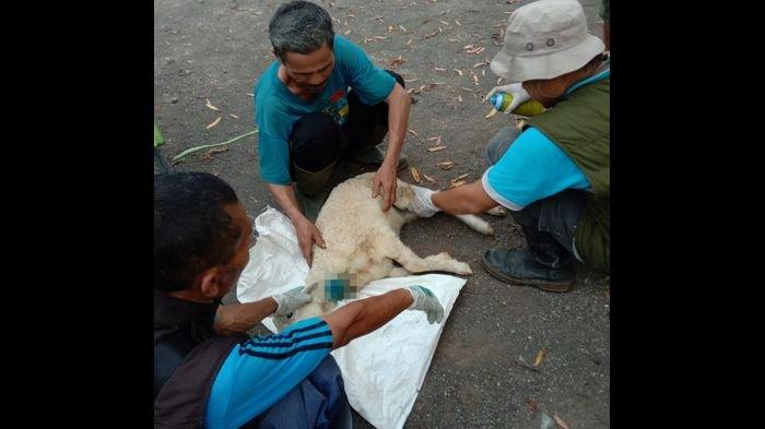 TEROR ANJING LIAR - Seekor domba milik warga Desa Tanjung Barang, Kecamatan Cikatomas, Kabupaten Tasikmalaya ketika diperiksa kondisinya usai kena teror anjing liar, Selasa (4/2/2025). Kini warga resah, Pemdes Tanjung Barang bersama Babinsa dan Babinkamtibmas serta warga meningkatkan penjagaan pemukiman dari teror anjing liar.