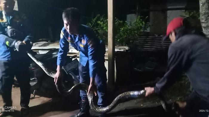 Petugas pemadam kebakaran wilayah Sumedang Kota menangkap ular sanca kembang yang bersembunyi di dalam kandang ayam milik warga di Kampung Konjengkang RT02/08, Desa Licin Kecamatan Cimalaka, Kabupaten Sumedang, Senin (23/12/2024) dini hari.