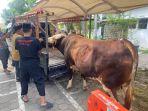 Sapi-Presiden_0606.jpg