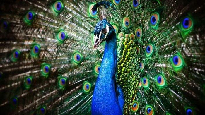 Ini Lima Hewan Paling Cantik di Dunia - Prohaba.co