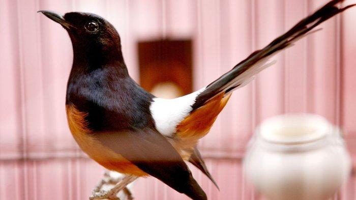 Burung murai batu seperti ini yang ditawarkan kepada Presiden Joko Widodo dari seorang peserta Festival Burung Berkicau Piala Presiden 2018 di Bogor, Jawa Barat, Minggu (11/2/2018). Mendengarkan kicauan burung ternyata bermanfaat untuk meningkatkan kesehatan mental.
