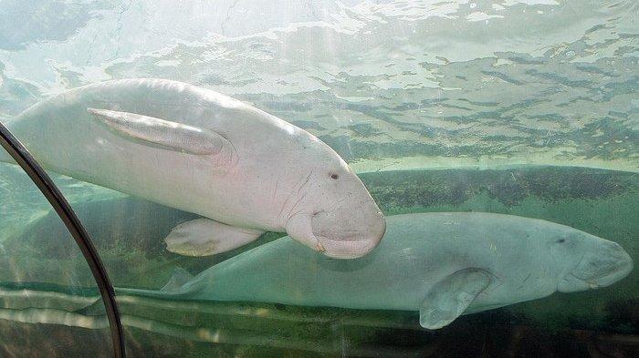 Dugong