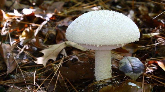 Cara Membedakan Jamur Beracun dan Tidak Beracun - Prohaba.co