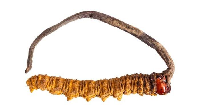 Jamur ulat himalaya.