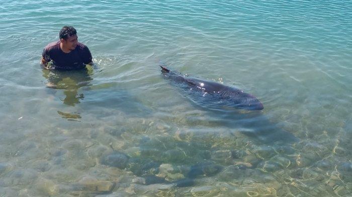 Seekor lumba-lumba (Dolphins) saat dievakuasi oleh nelayan, Tapaktuan, Kabupaten Aceh Selatan, Senin (12/2/2023)