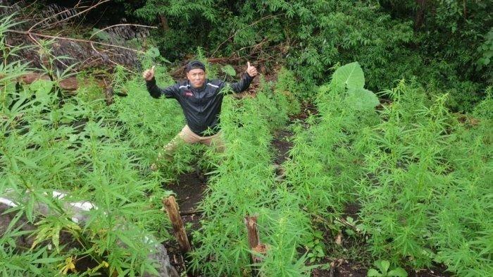 Sejumlah personil Polsek Juli bersama Polres Bireuen, Senin (17/01/2022) berhasil menemukan tanaman ganja di kawasan pegunungan Desa Sarah Sirong Jaya, Jeumpa, Bireuen, Kapolres Bireuen turut ke lokasi.