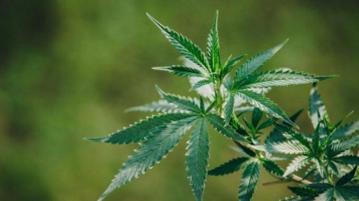 Ilustrasi Ganja - Thailand telah menjadi negara pertama di Asia yang melegalkan ganja dan memungkinkan penduduknya untuk membudidayakan tanaman psikotropika itu.