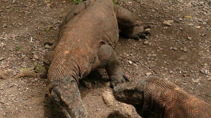 Sepasang Komodo