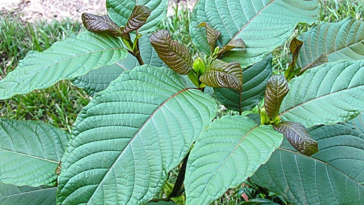 Daun kratom yang diduga memiliki kandungan narkotika.